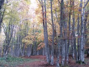 Foliage alla faggeta di Canfaito