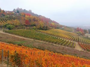 Wine Trekking Langhe